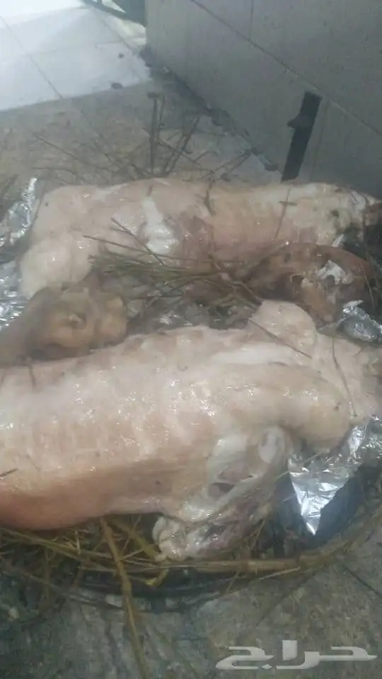 حنيذ وعربي وذبايح مع الذبح والطبخ والتوصيل 12