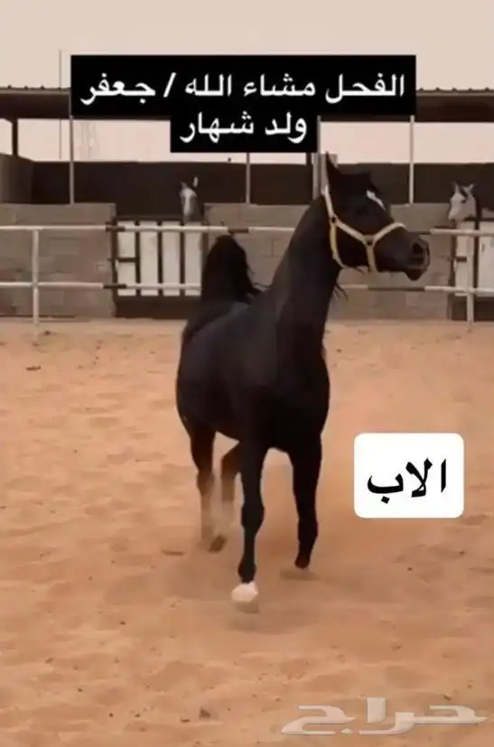 مهر أدهم فاخر ولد جعفر بن شهار 5