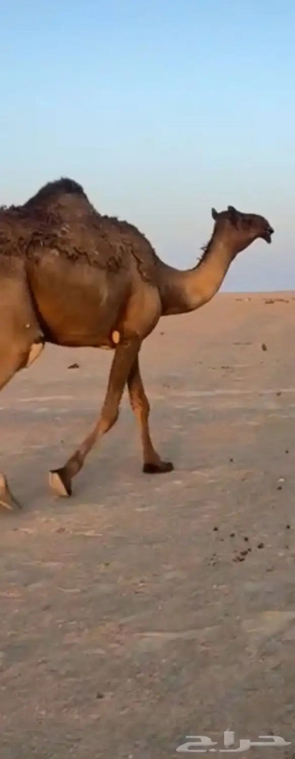 بكره مجيهم 1