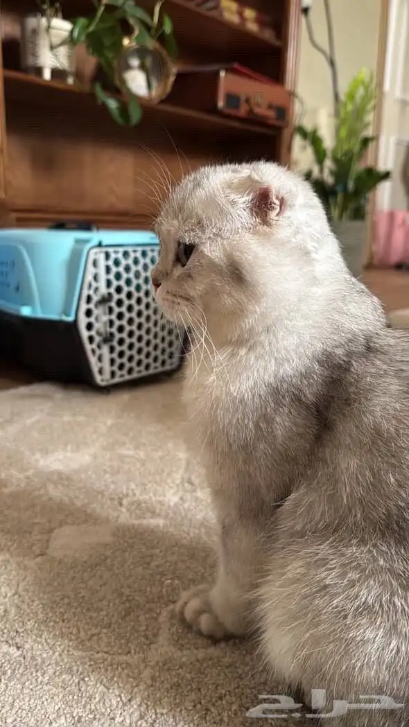 قط ذكر للتزاوج 2