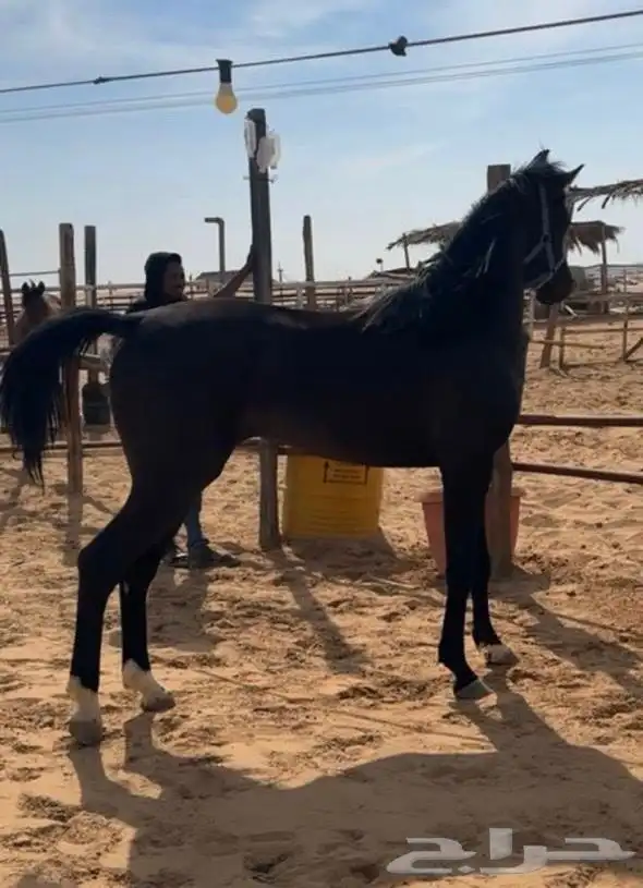 مهر أدهم فاخر ولد جعفر بن شهار 1