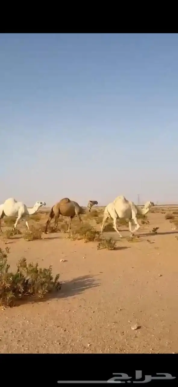 لقحتين وضروبه للبيع 0