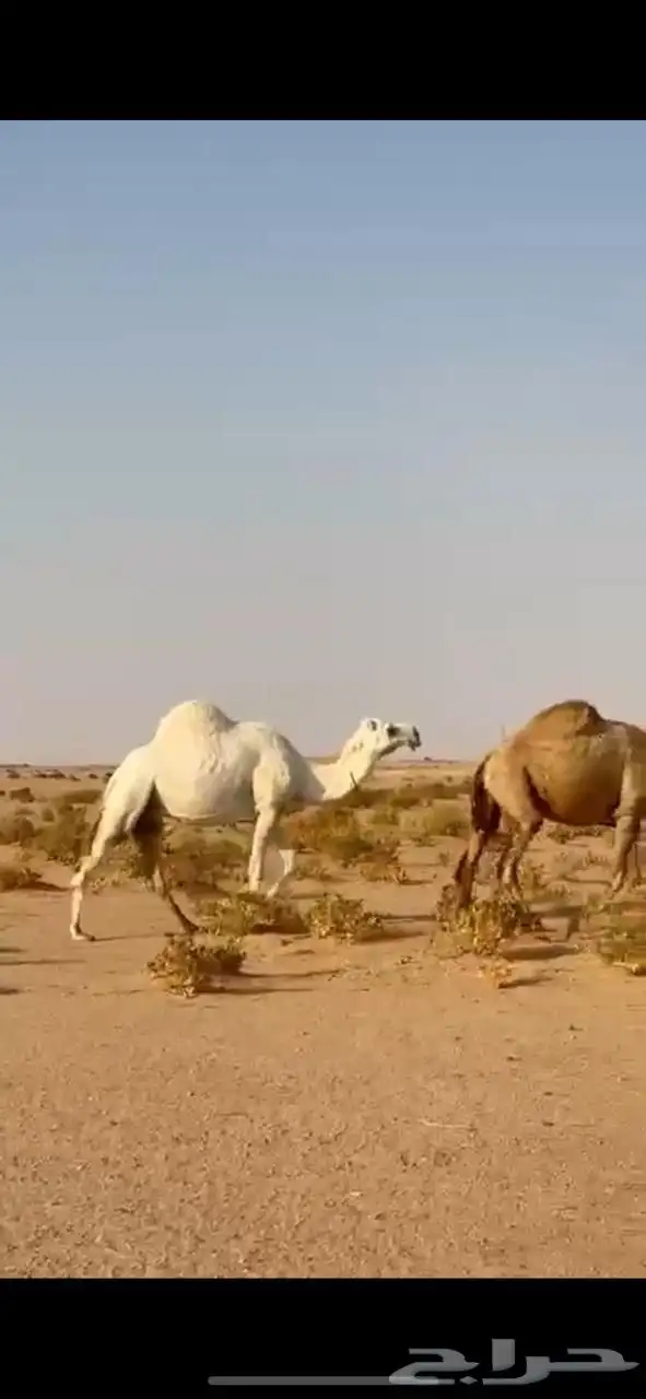 لقحتين وضروبه للبيع 1