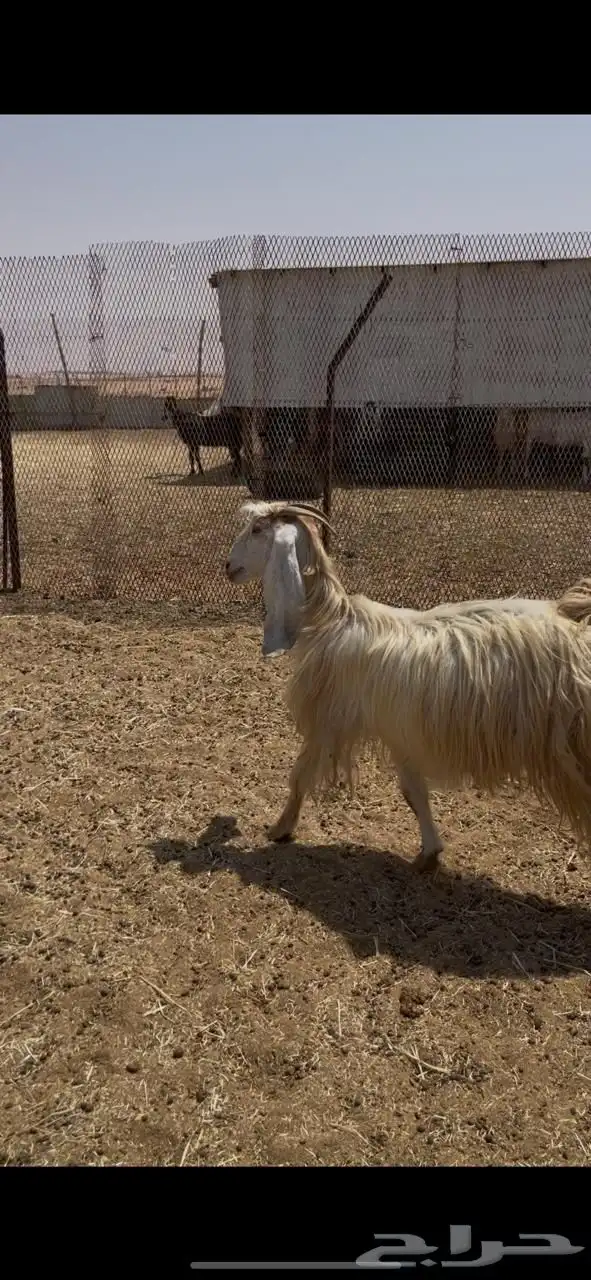 للبيع معزاء تم البيع 3