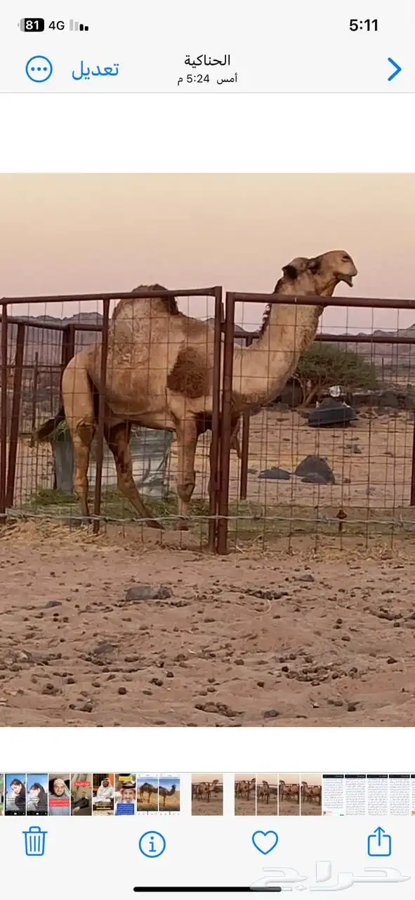 جمل فحل للبيع 2