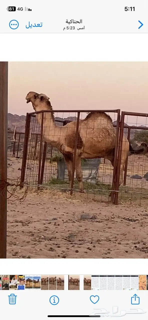 جمل فحل للبيع 1