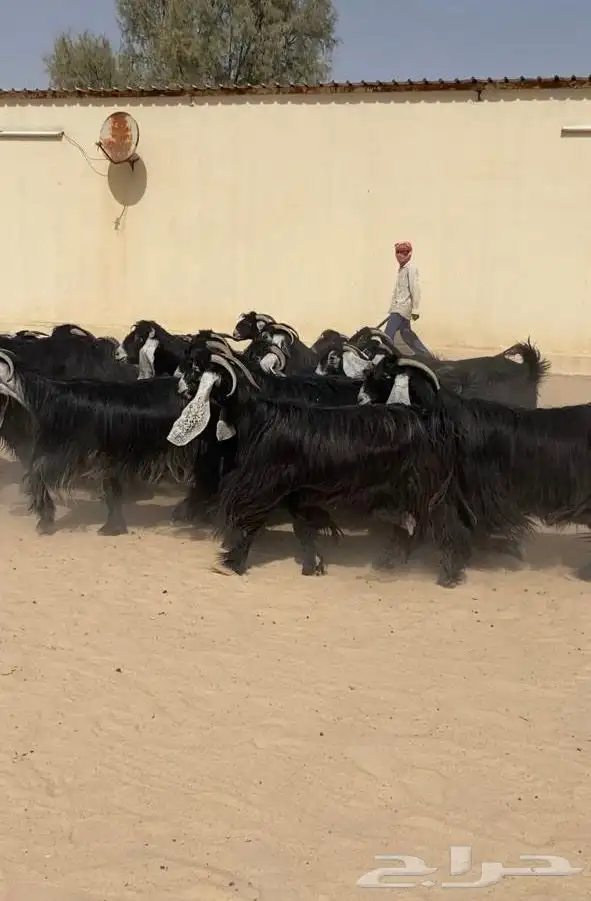 معزاء عوارض (صنف وفاخره ) للبيع 4