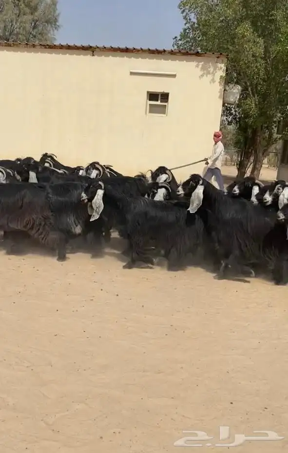 معزاء عوارض (صنف وفاخره ) للبيع 1