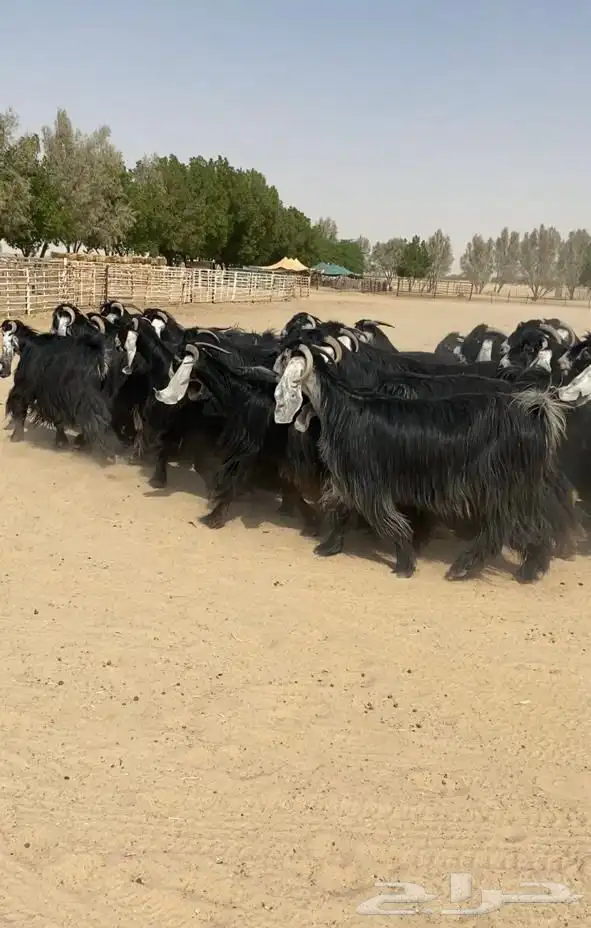 معزاء عوارض (صنف وفاخره ) للبيع 3