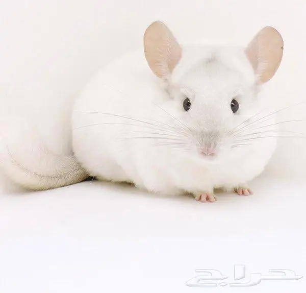 شنشيله جميع الألوان بأسعار جملة 2
