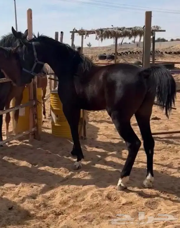 مهر أدهم فاخر ولد جعفر بن شهار 2