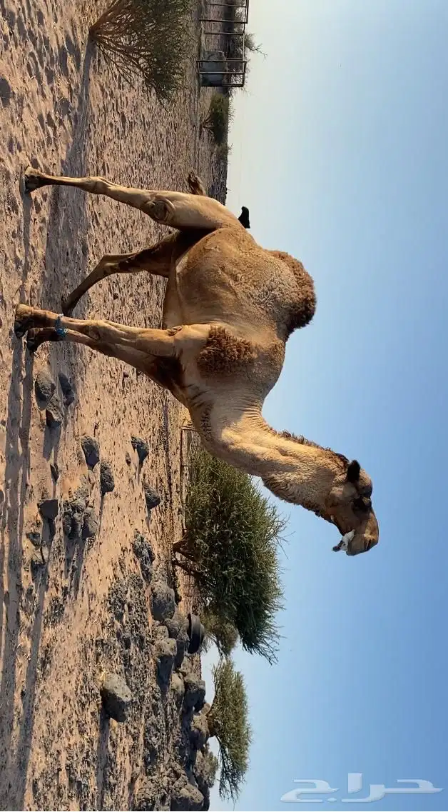 جمل فحل للبيع 0