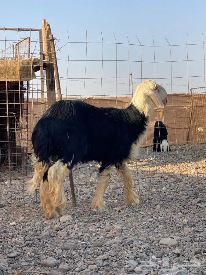 مشروع فحل نجدي صنف 1