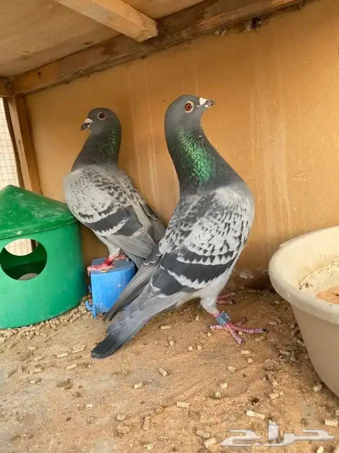 حمام زاجل سباق 0