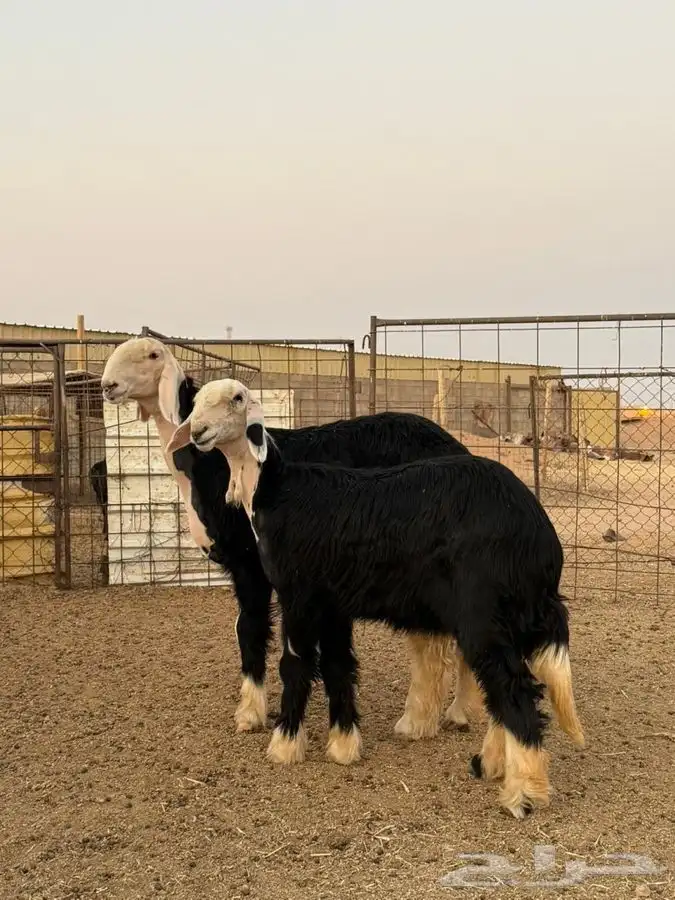 رخال نجد صنف 0