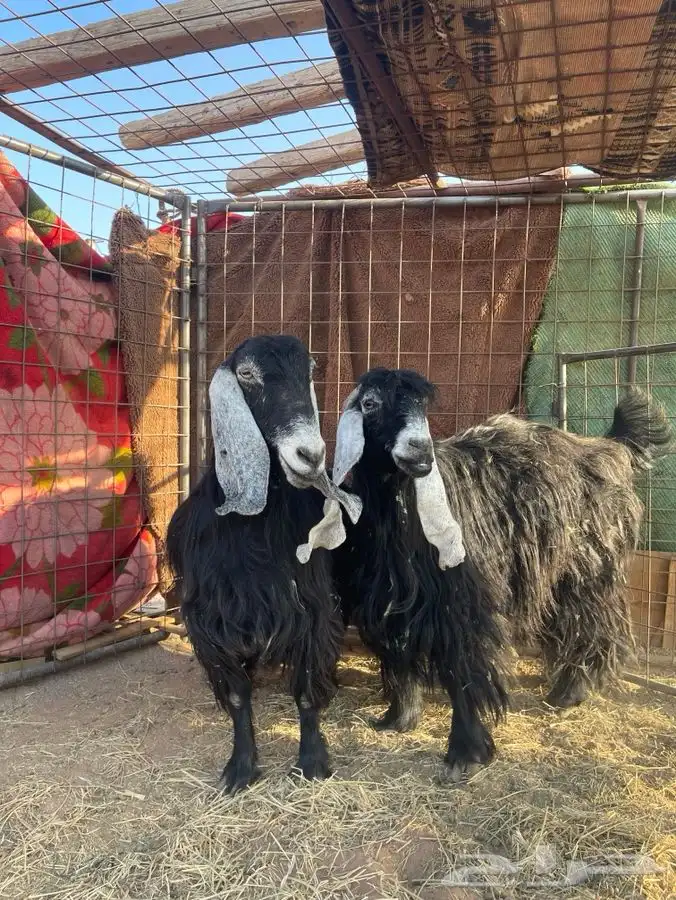 معزاء عوارض حيل أوزان 3