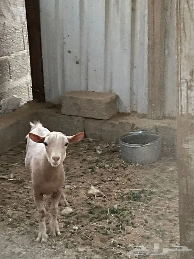 تيس قزمي 0