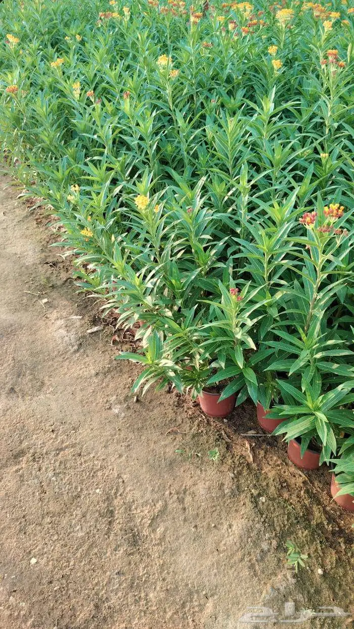 تنسيق وصيانه الحدائق 10