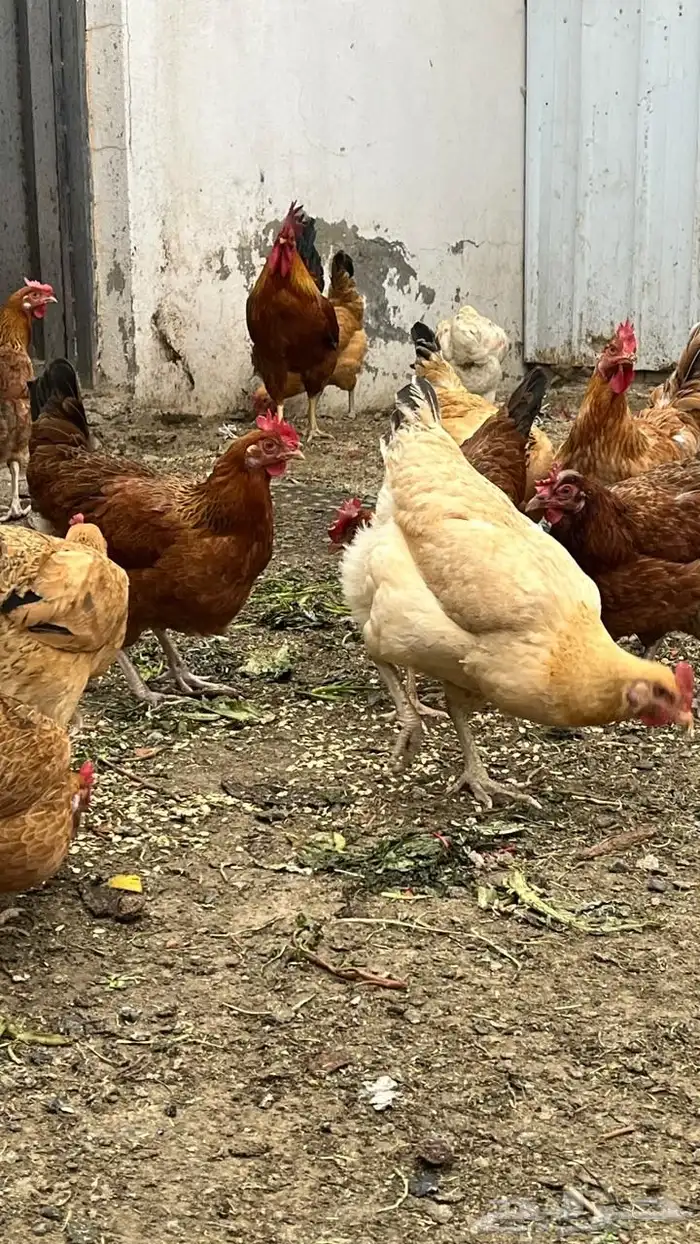 دجاج فرنسي بيور مستوى فخم حجم ارتفاع ترتيب 0