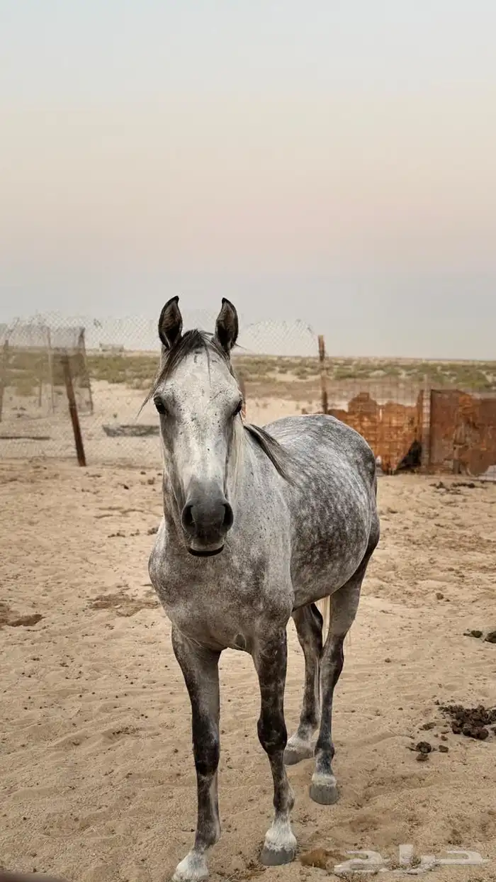 حصان 4
