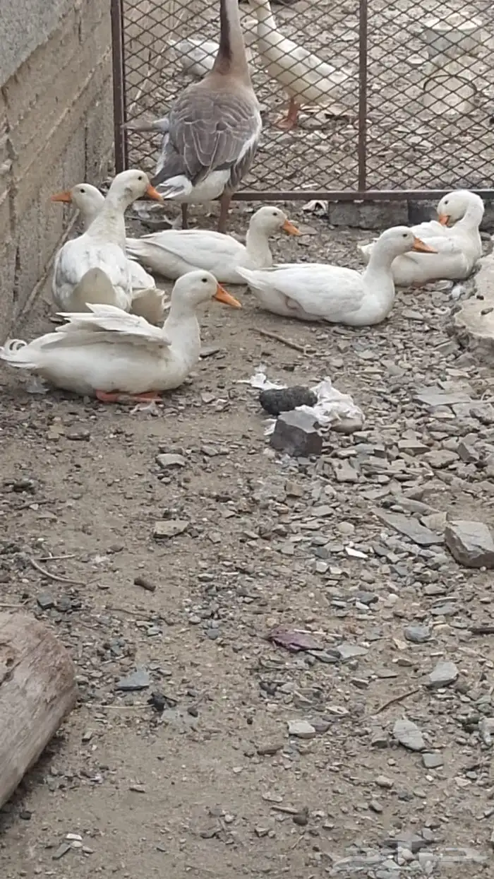 بط بكيني 0