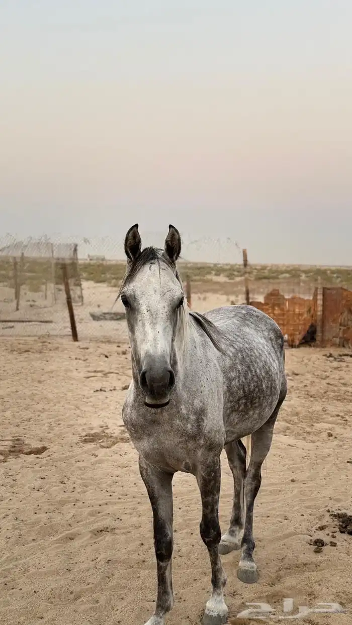 حصان 2
