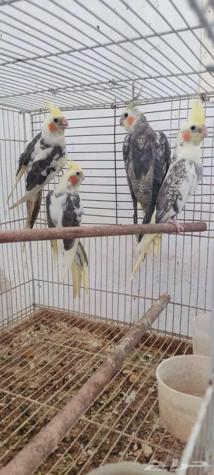 متاح عدد 4 حبات كروان 0