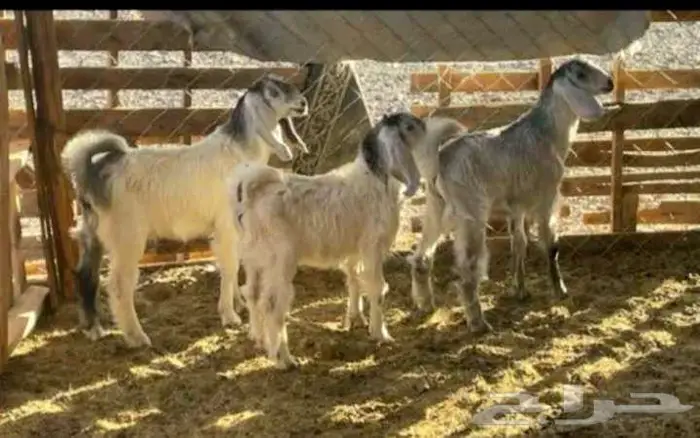 فحل مصري ابيض جرم ومنتج لاعلي سومه 5
