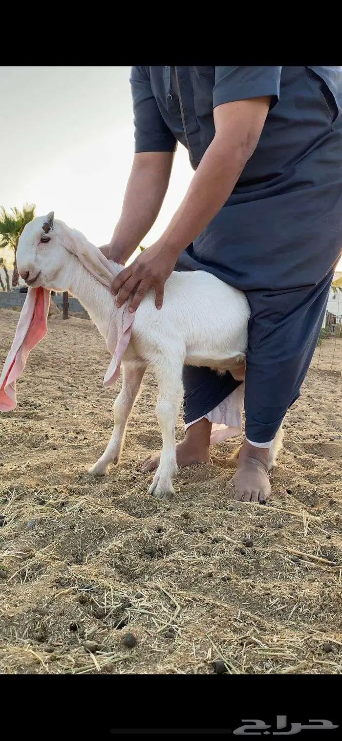 جفر هولندي معرف من الجهتين خصم الخصم 1