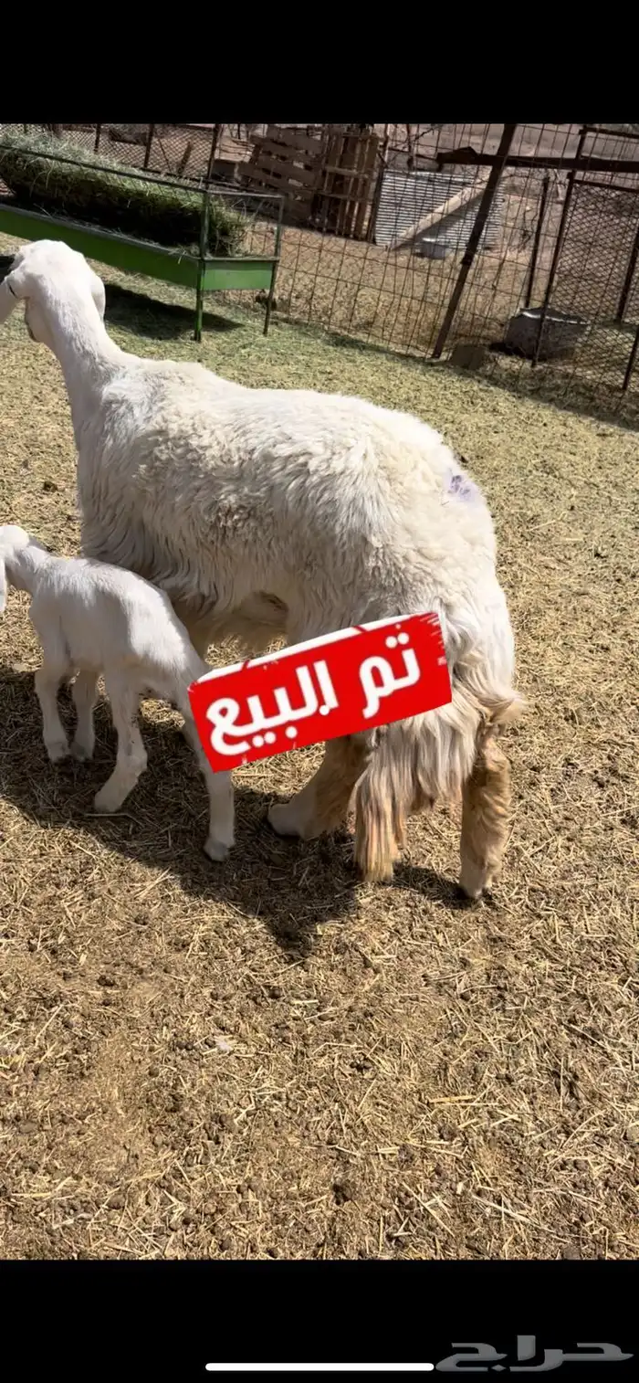 ثنيه تحتها طلي 0