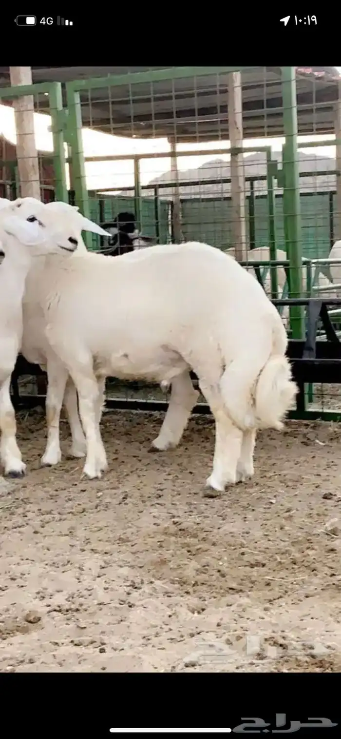 حنيذ وعربي وذبايح مع الذبح والطبخ والتوصيل 17