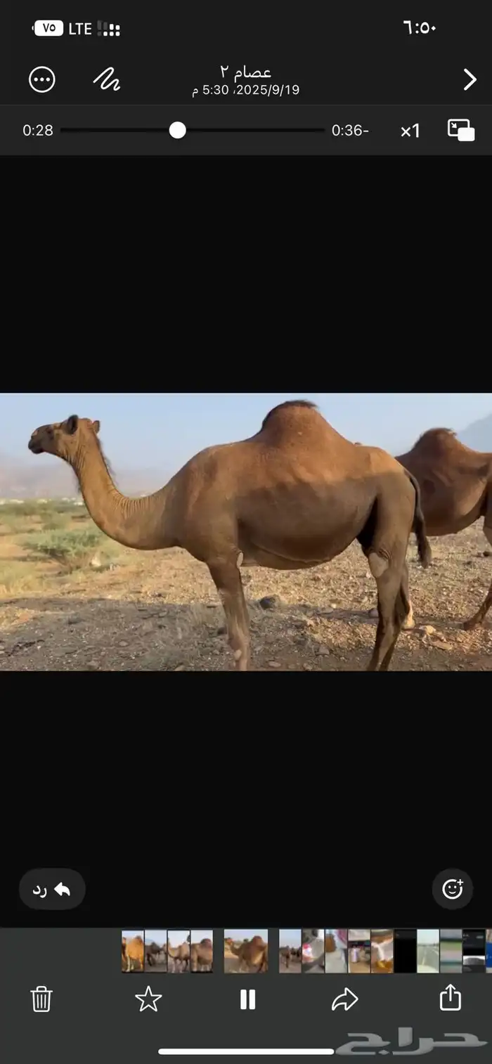 ابل للبيع 11 0