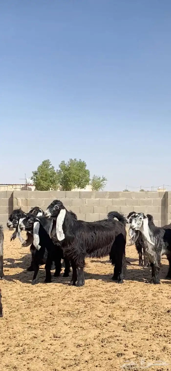جفرات عوارض صنف 1