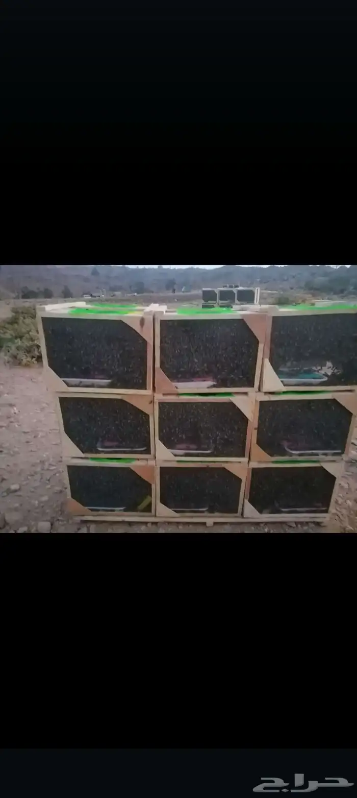 نحل مصرى بأعلى المواصفات 2