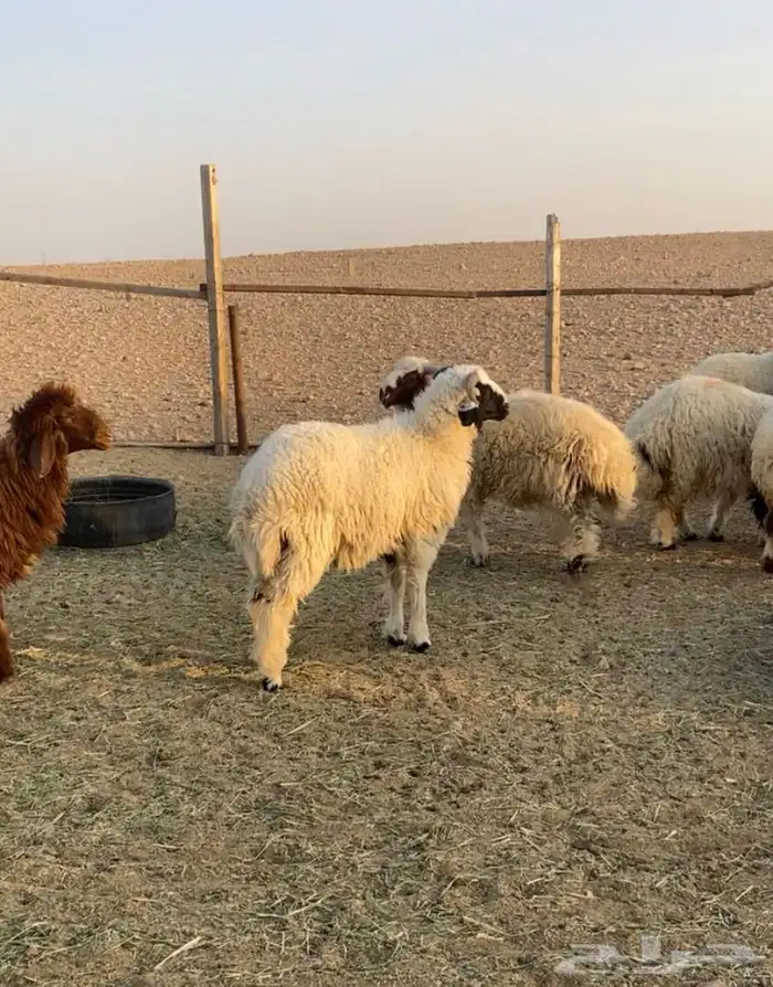 للبيع طليان نعيم 5