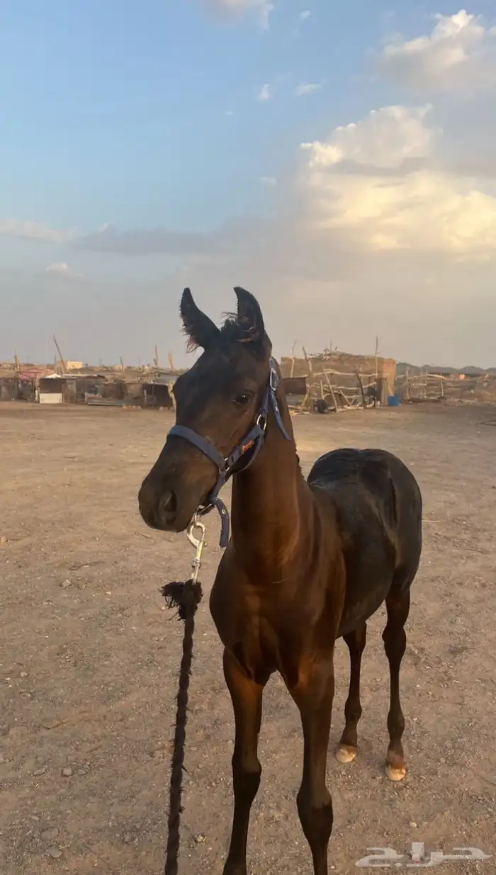مهره دهماء شعبيه 0
