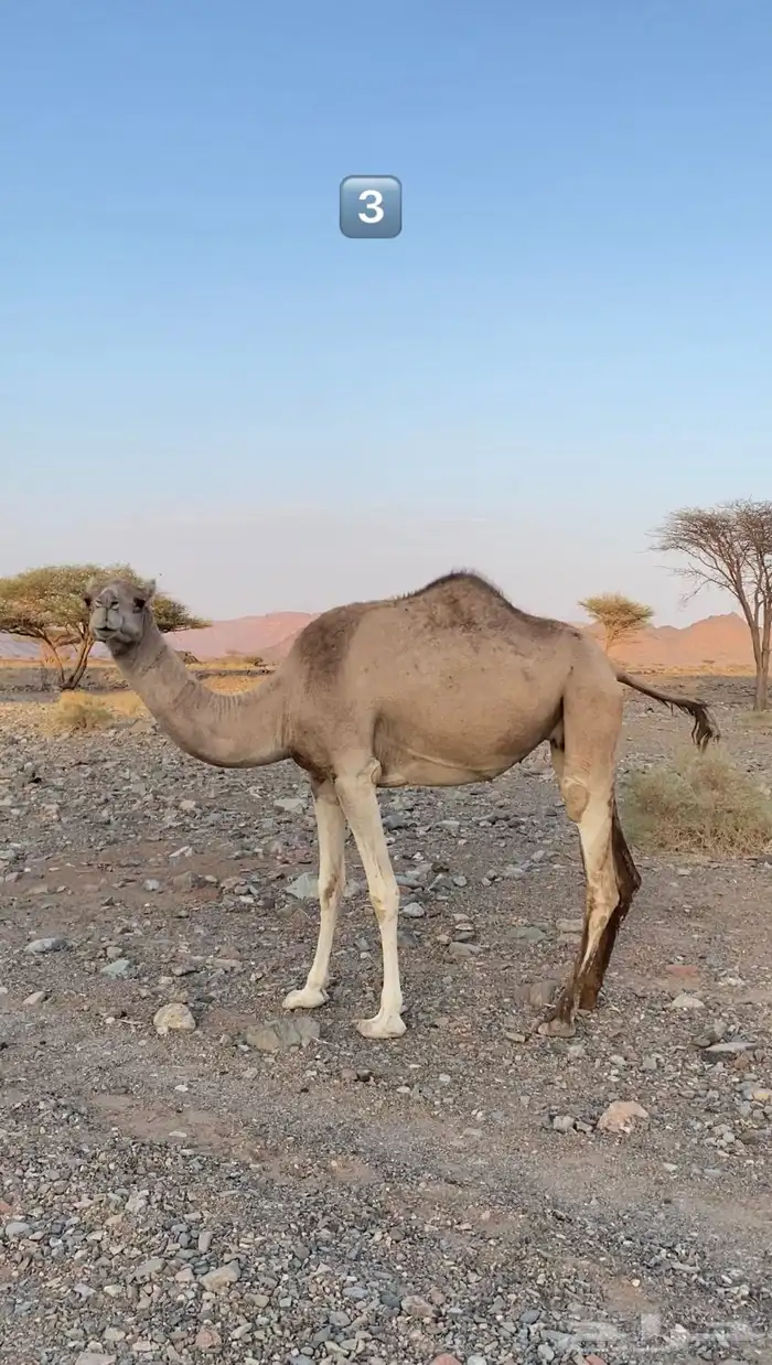 نياق 2
