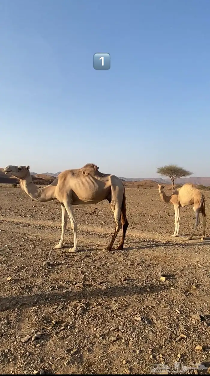 نياق 0