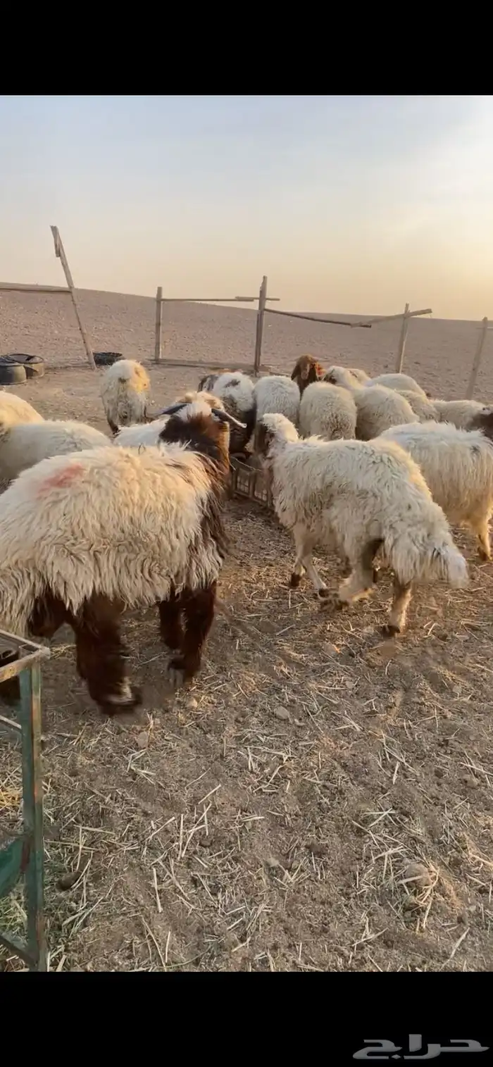 للبيع طليان نعيم 2