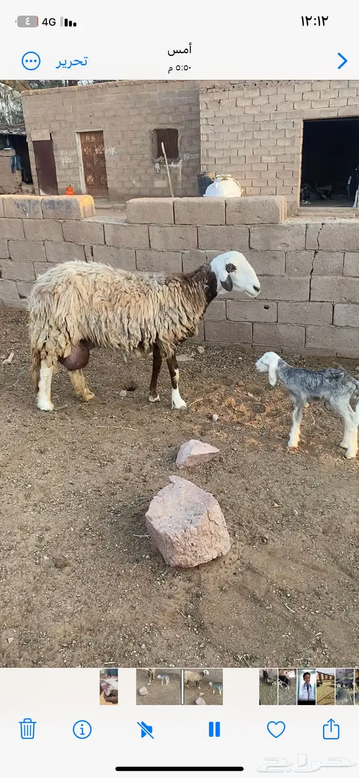 نعجه معه خروف الديود خربانه سدس 0