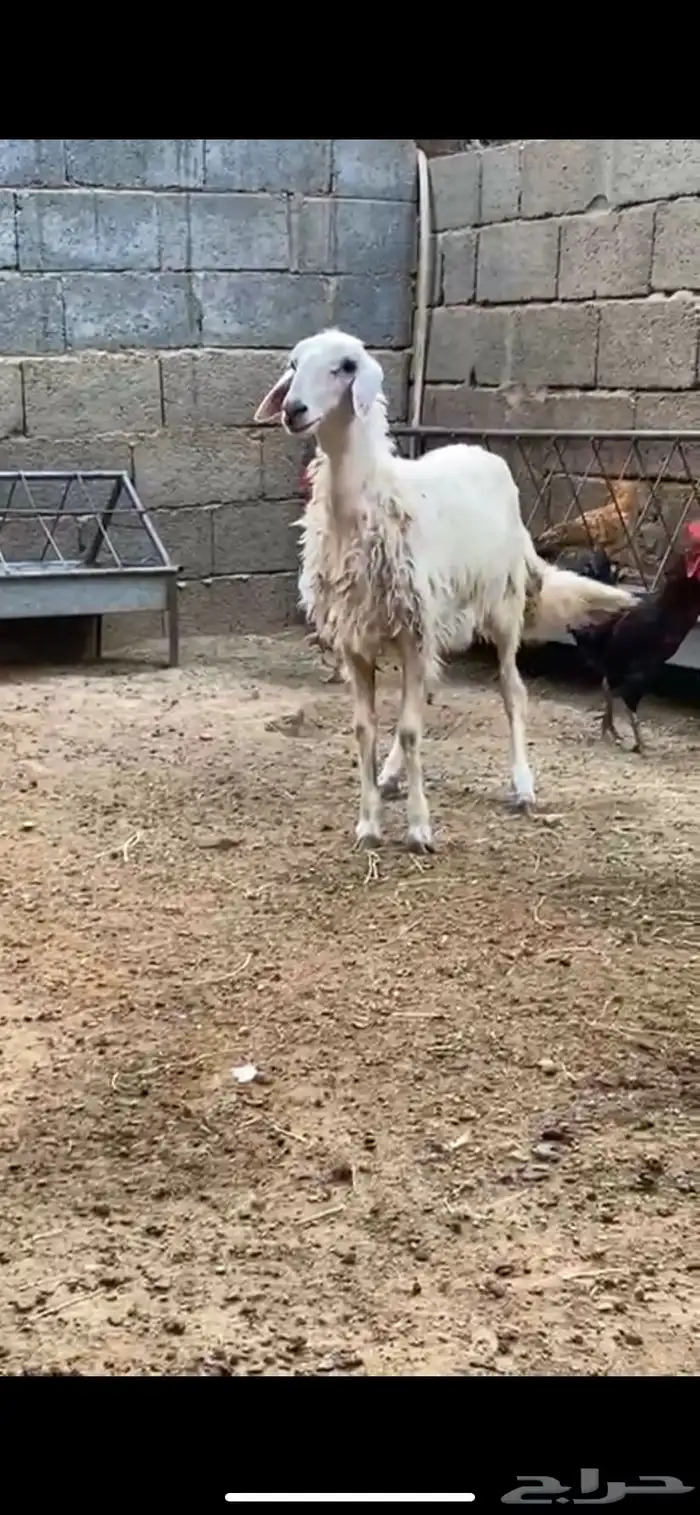 بسم الله الرحمن الرحيم رخل زبده 0