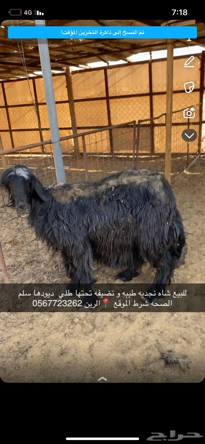 شاه نجديه طيبه 0