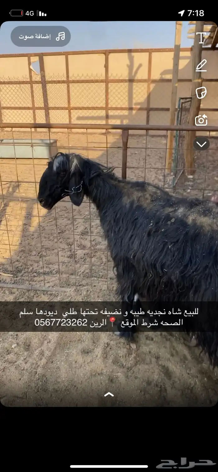 شاه نجديه طيبه 1
