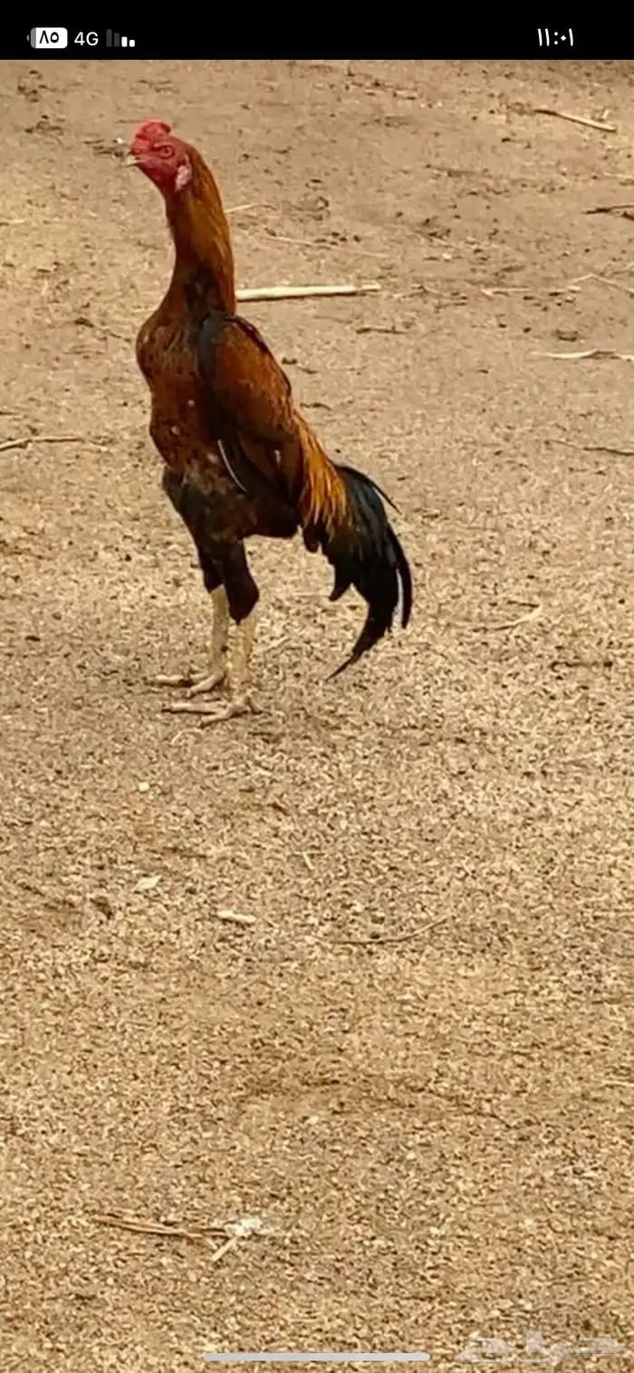 ديك شامو ياباني 0