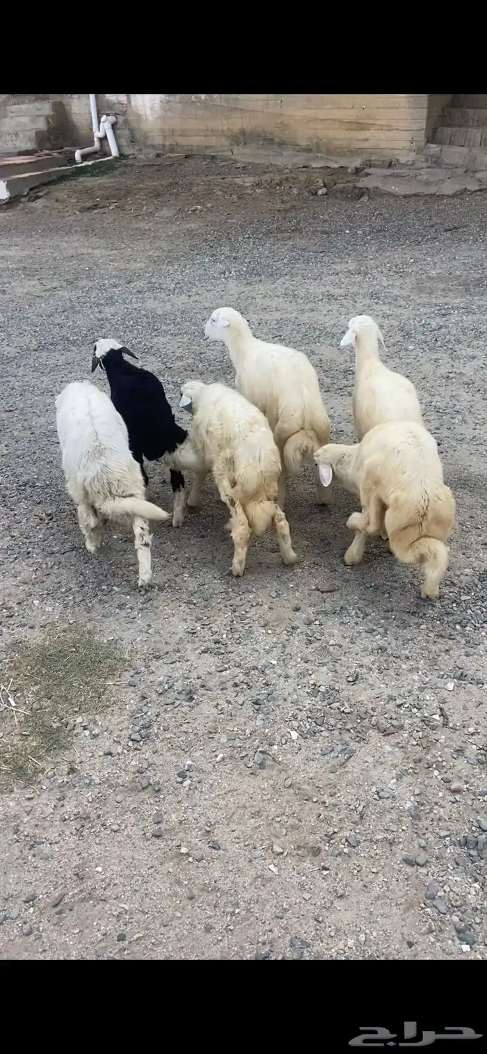 طليان 0