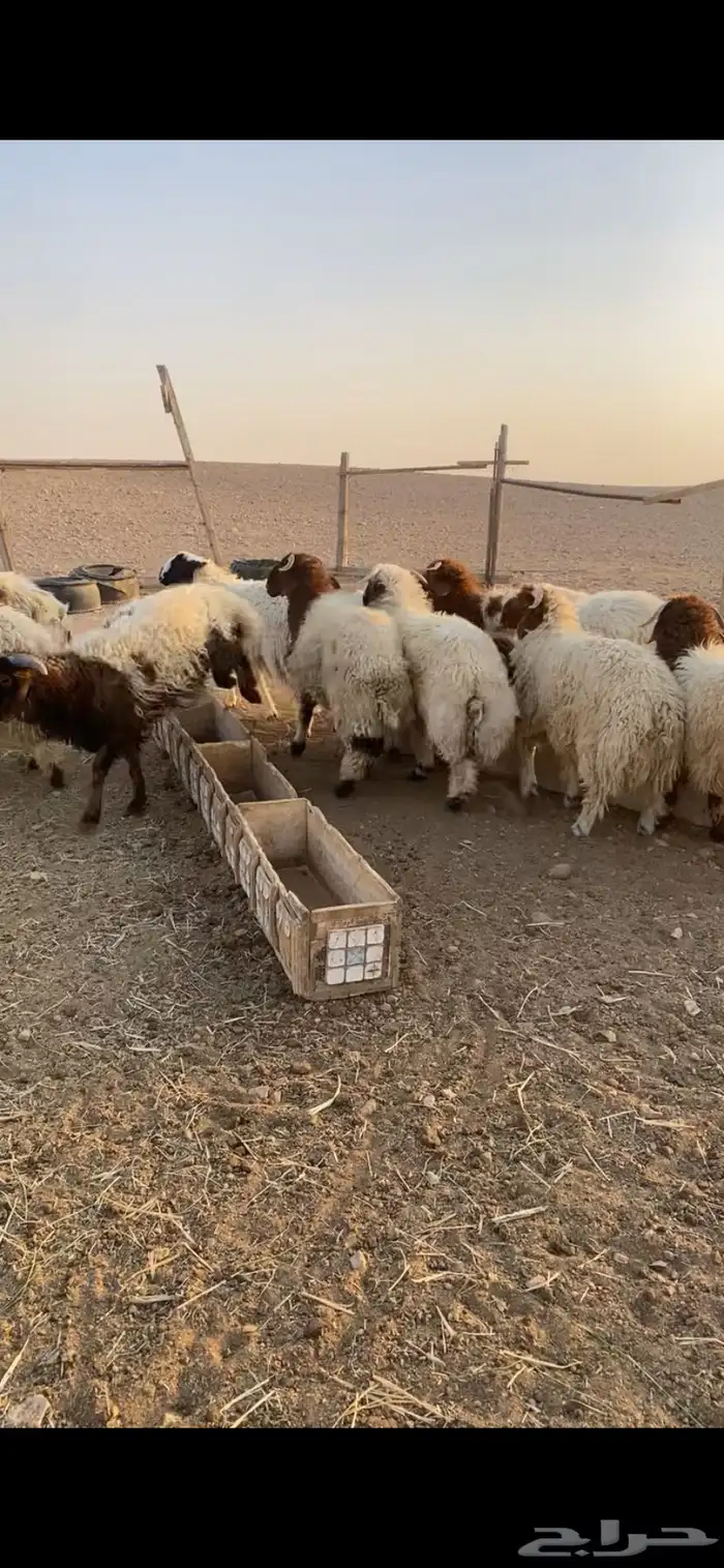 للبيع طليان نعيم 0