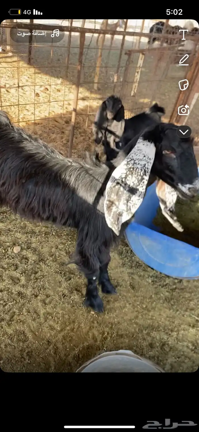 عنز عارضيه سنها ثنيه تحتها تيس 0