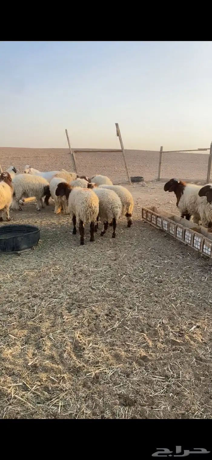 للبيع طليان نعيم 7