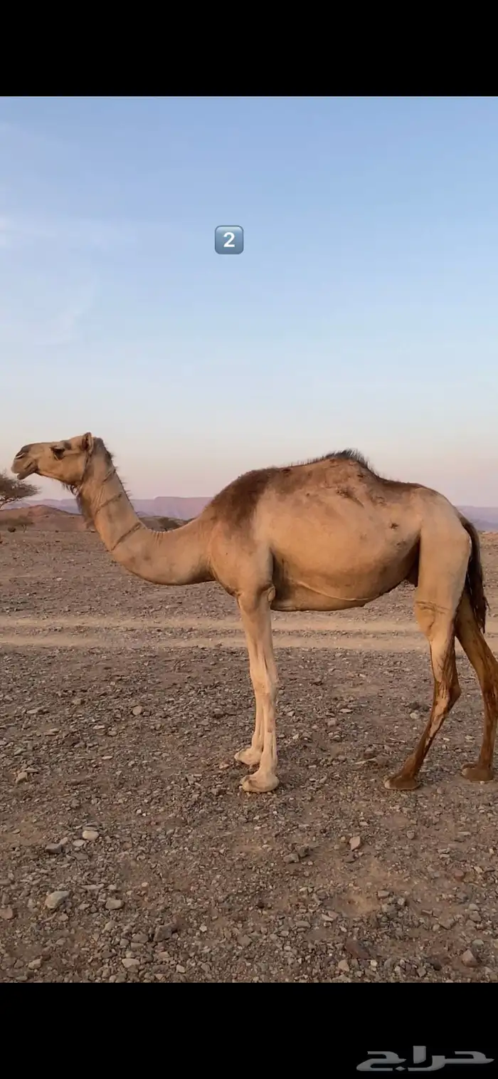 نياق 1