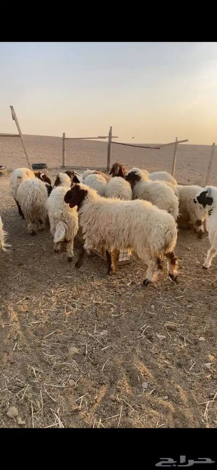 للبيع طليان نعيم 1